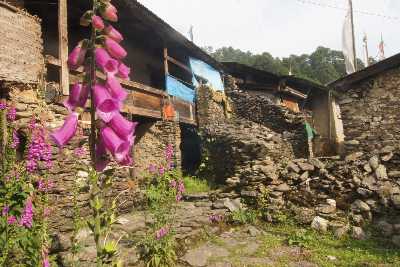 Digitalis purpurea (Foxglove) growing in Tarke Ghyang (Sherpa village in Helambu, Nepal)