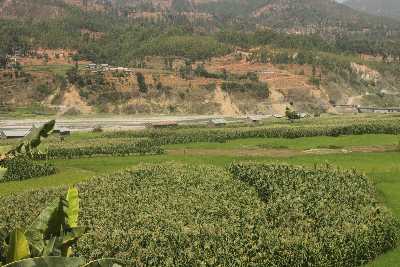 Maize fields in Indravati valley, Northern Kathmandu valley, Nepal