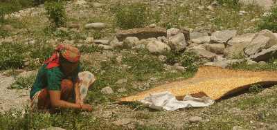 Woman drying maize grains, Timbu village, Helambu, Nepal