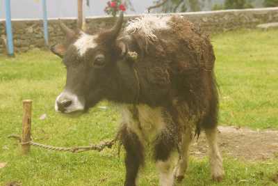 Gauri (yak cow hyrid) baby in Tarke Gyang (Sherpa village in Helambu, Nepal)