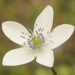 Anemone flower (Ranunculaceae), Helambu (Himalaya, Nepal)