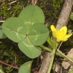 Trifolium pratense: Four-partite leaf of clover