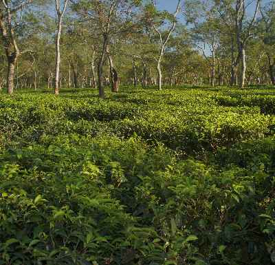 Tea Estate in Dhekiajuli, near Tezpur, Assam (India)
