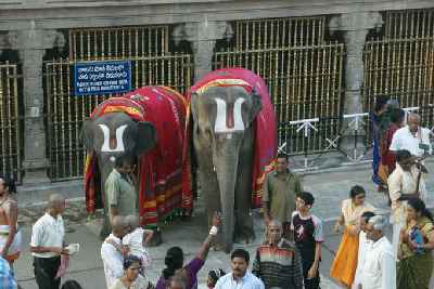 Elefanten im Venkateshvara-Tempel von Tirupati (Indien/Südindien/Andhra Pradesh)