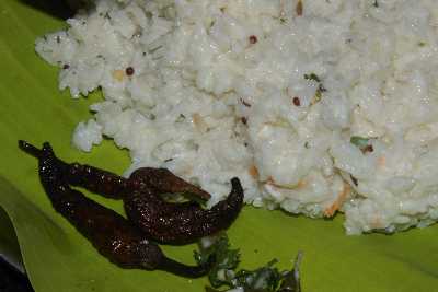 Indian Food: Dayir Sadam, Tamil Curd (Yoghurt) Rice