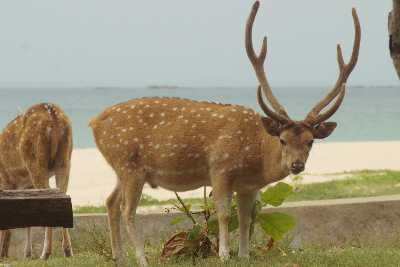 Ceylon Spotted Deer (Axis axis, Chital) in Trincomalee (Trinco, Tirukonamalai), Eastern Sri Lanka