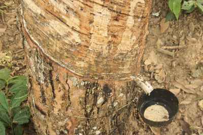 Rubber tree in Tura (West Garo Hills, Meghalaya, North-Eastern India)