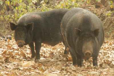 Domestic pigs in Tura (West Garo Hills, Meghalaya, North-Eastern India)