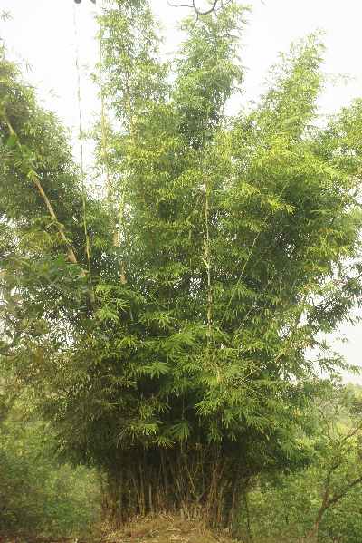Bamboo in Tura (West Garo Hills, Meghalaya, North-Eastern India)