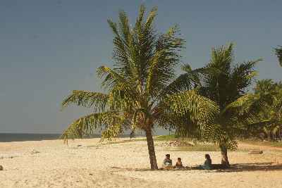 Coconut palms at Malpe Beach, near Udupi, Karnataka (India)