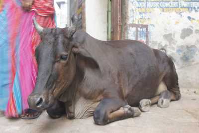 Urban Indian Sacred cow in Benares, Uttar Pradesh, India
