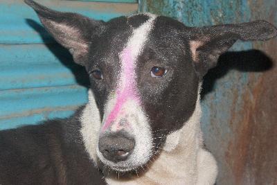 Dog with coloured face for Holi festival, Varanasi, Uttar Pradesh, India