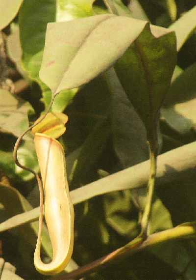 Mature trap of Nepenthes khasiana (Indian Pitcher Plant) near Baghmara (South Garo Hills)