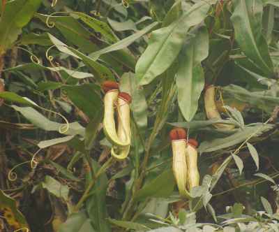 Immature trap of Nepenthes khasiana (Indian Pitcher Plant) near Baghmara (South Garo Hills)
